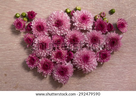 Pink and purple Chrysanthemum flowers on wooden table