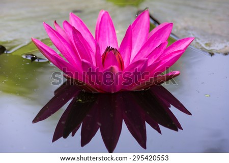 Beautiful pink water lily on surface of water pond