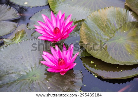 Beautiful pink water lily in water pond
