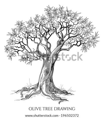 Olive tree isolated hand drawn vector Olive tree isolated hand drawn vector