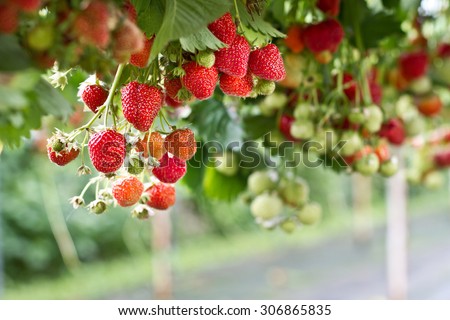 Strawberry in the farm