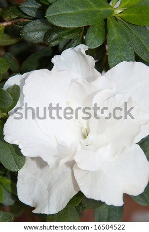 A gardenia Flower close up