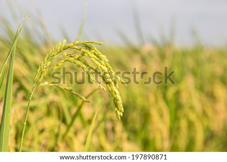 yellow ripe rice field closeup