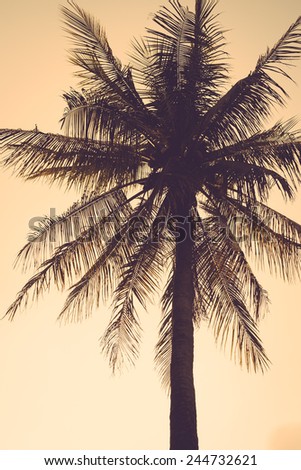 coconut palm tree silhouette sunset vintage retro