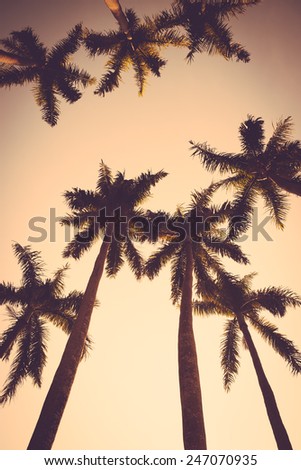 coconut palm tree sunset silhouette vintage retro