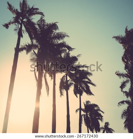 coconut palm tree sunset vintage retro