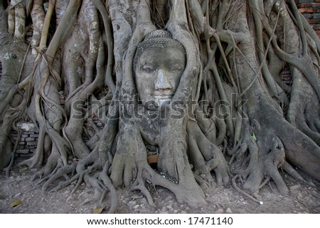 Buddha head encased in tree roots at the temple of Wat Mahatat in Ayutthaya ,Thailand.