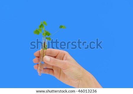 Hand holding tube with fresh  sorrel (oxalis) - environmental concept