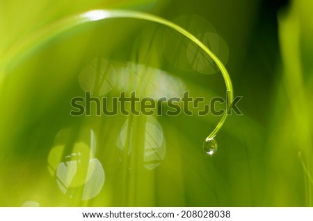 Dew droplet at the end of a blade of grass at sunrise.