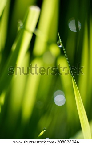Dew droplet at the end of a blade of grass at sunrise. We can see other blade of grass through the droplet.