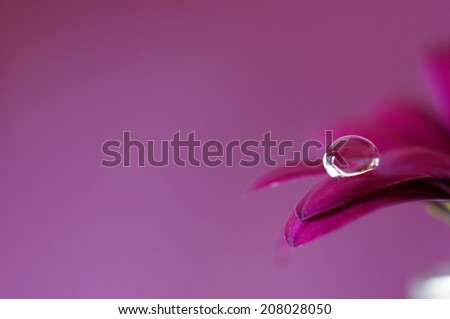 Droplet on flower petals and with a purple background. Monochrome purple.