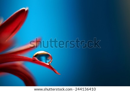 Silhouette of a flower petal with a droplet on it, blurred