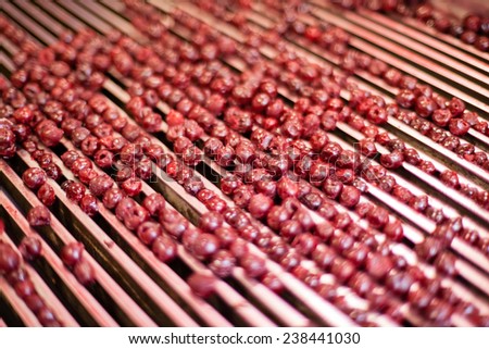 frozen sour cherries in sorting and processing machines