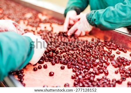 frozen sour cherries in sorting and processing machine