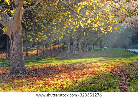 trees in park on a sunny day, Belgrade Serbia
