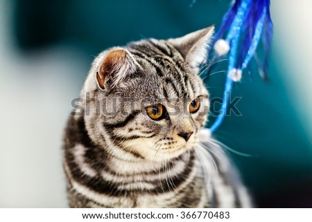 Close up of pure breed cat at pet show