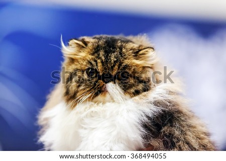 Close up of pure breed cat at pet show