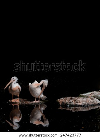 pink-backed pelicans on a back background with plenty of room for text