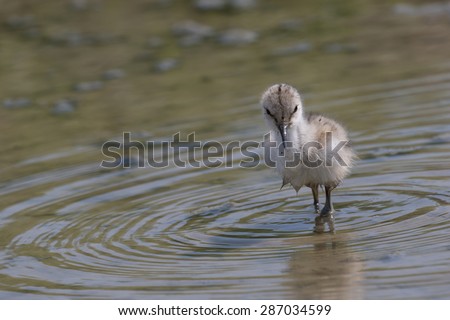 Pied avocet chick foraging in muddy water