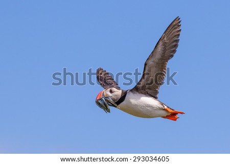 An Atlantic puffin with a catch of sand eels flying over the Farne islands, Great Britain