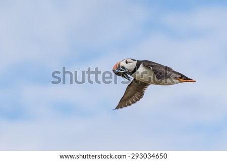 An Atlantic puffin with a catch of sand eels flying over the Farne islands, Great Britain