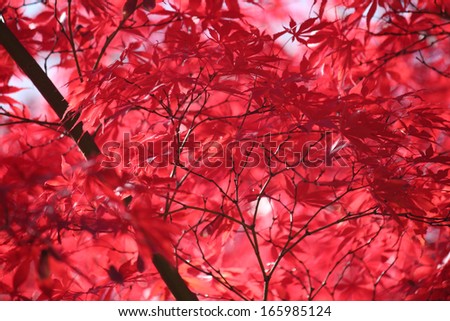 Vibrant red leaves of a Japanese Maple tree