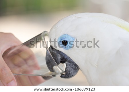 Blue Eye Cockatoo Drink water with Glass by Hand women