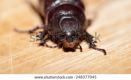 Macro Beetle,Rhinoceros beetle, Rhino beetle, Hercules beetle, Unicorn beetle, Horn beetle (Dynastinae)