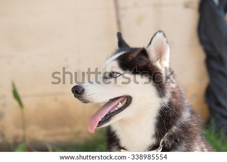 Siberian husky dog with blue eyes