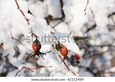 Rose fruits covered by fits snow in winter