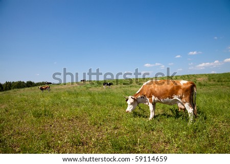 Brown cow eating grass in sunny day on pasture. Other cows in background.
