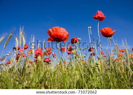 [Obrazek: stock-photo-poppies-flowers-on-wheat-fie...072062.jpg]