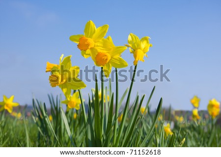 [Obrazek: stock-photo-many-daffodil-flowers-on-a-m...152618.jpg]