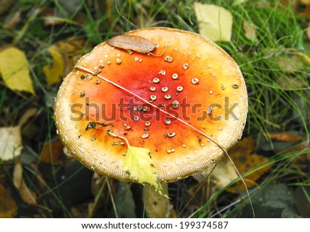 Autumn mushroom in the forest clearing