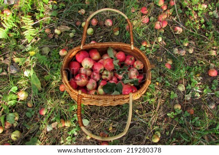 Ripe juicy apples in a wicker basket. The background is a rich harvest
