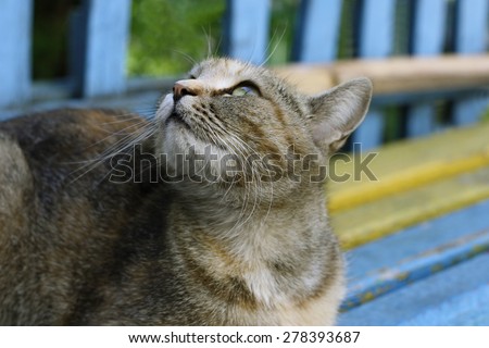 Gray tabby cat lying on a bench with peeling paint