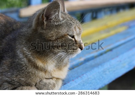 Adult tabby cat lays on the old bench with half-shut eyes