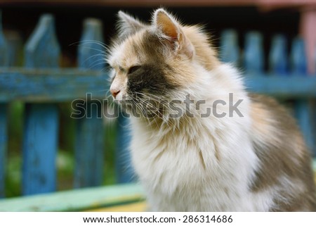 Fluffy fat cat sitting on the bench, closeup