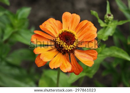 The photographic image of a large orange flower closeup.