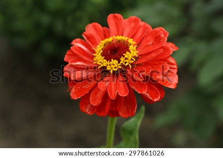 The photographic image of a large red flower closeup.