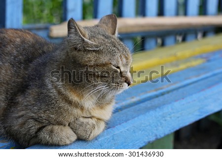 Cat. Mammal animal. Adult striped brown cat lying on an old multi-colored bench.