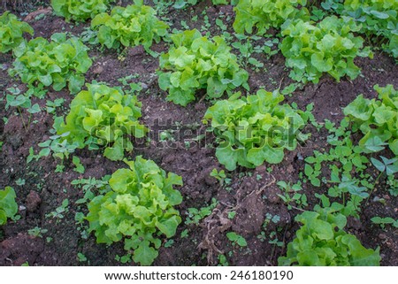 Green Iceberg lettuce on farm