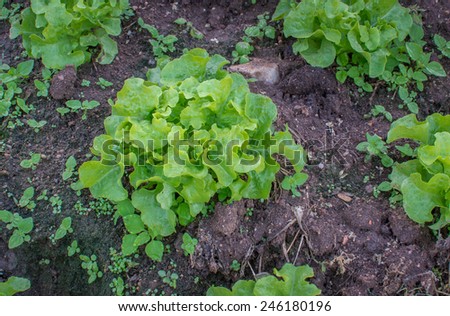 Green Iceberg lettuce on farm