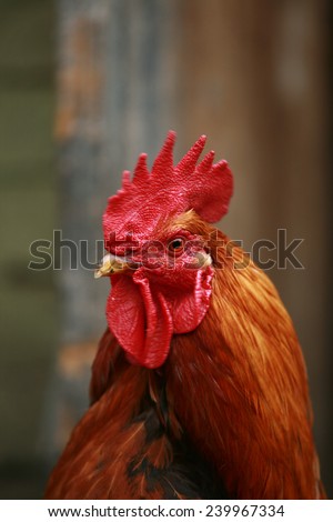 head cock