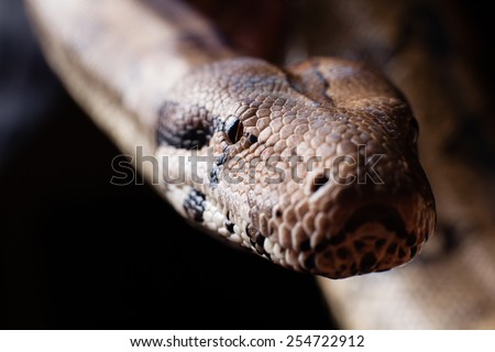 Scary and dangerous snake sitting. Close-up of snake head