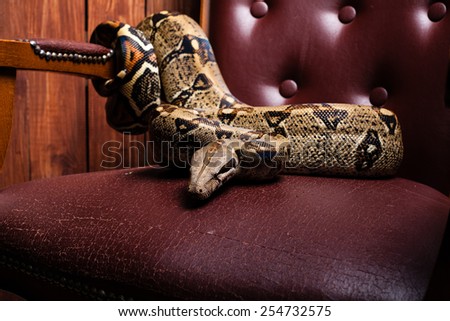 Scary and dangerous snake sitting. snake king on the throne
