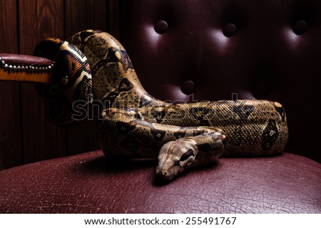 Scary and dangerous snake sitting. snake king on the throne