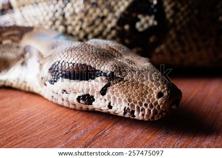 dangerous snake . Close-up of snake head