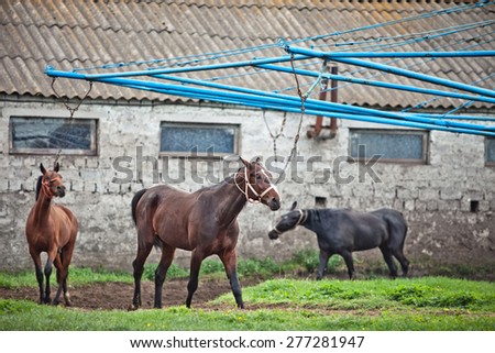 Training horses, drive around, tortured animals, training,