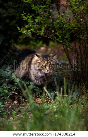 Norwegian Forest Cat hunting in the garden